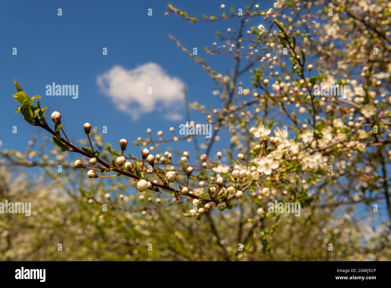 Branch sunlit early growth branch hi-res stock photography and images ...