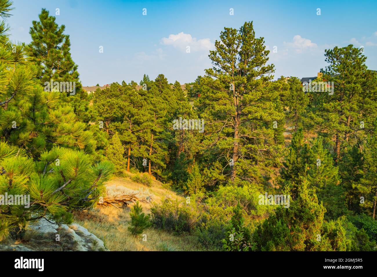 rocky covered with evergreen trees and plants in western Plains of Montana Stock Photo