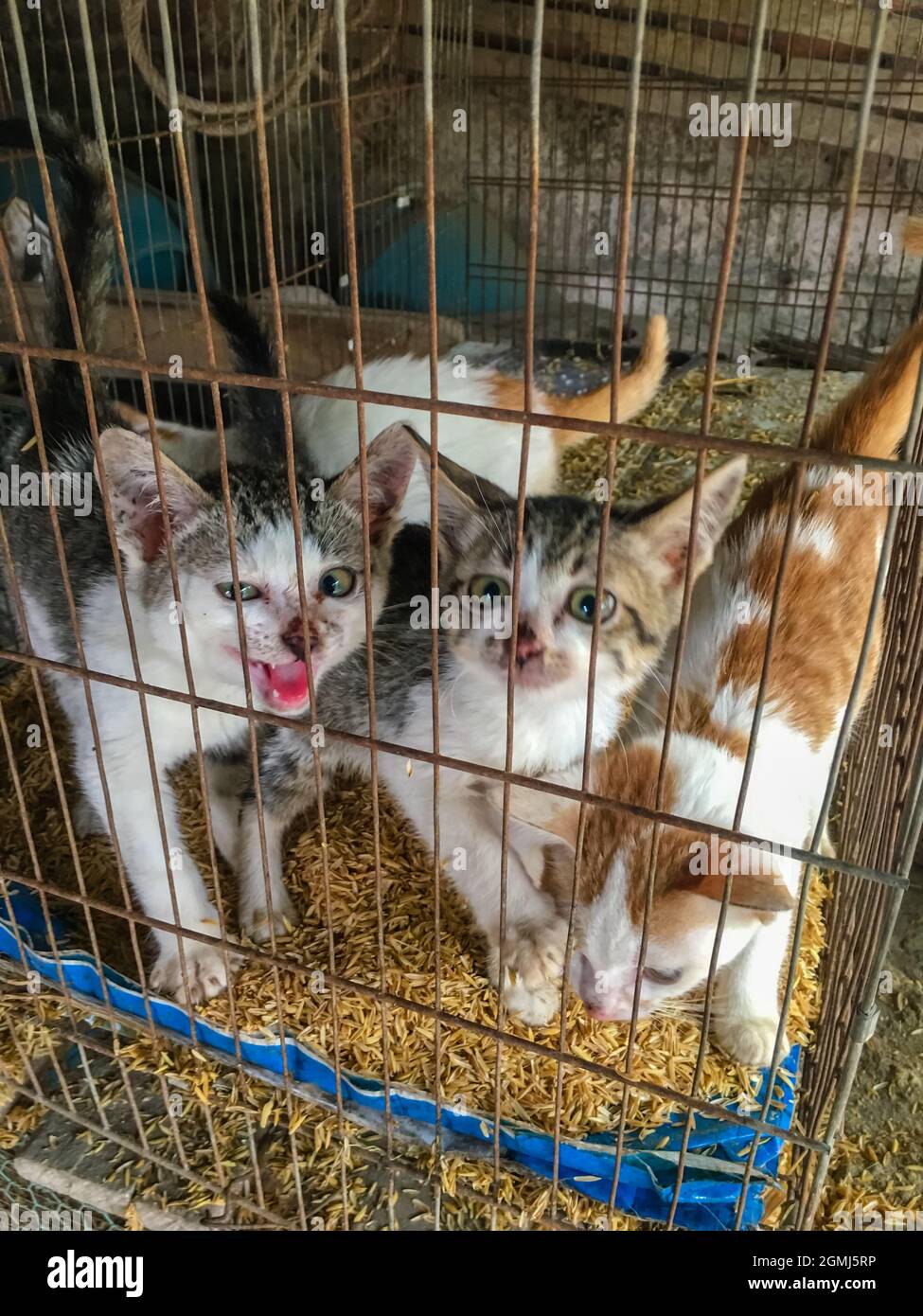 three cats are bred the iron cage Stock Photo