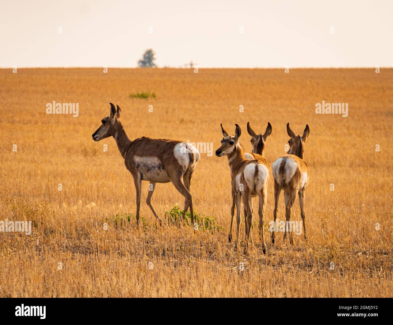 pronghorn, an antelope-like wild animal, on the grasslands of Montana Stock Photo
