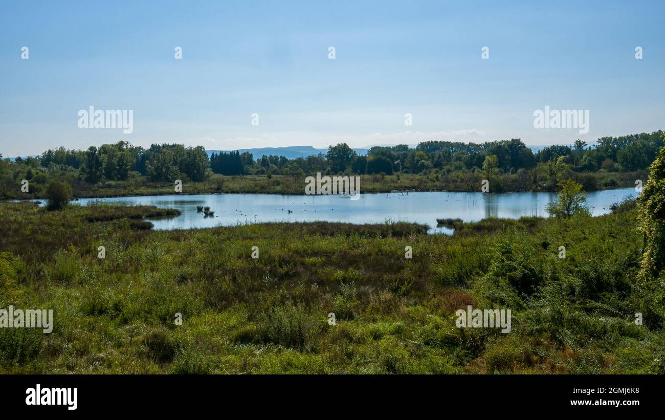 Swampland as a refuge for wild animals Stock Photo