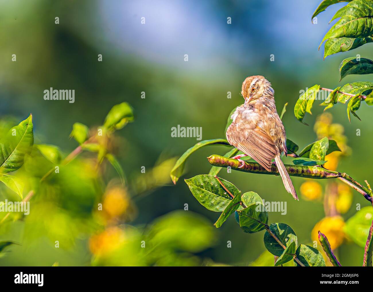 Sharpened reed hi-res stock photography and images - Alamy