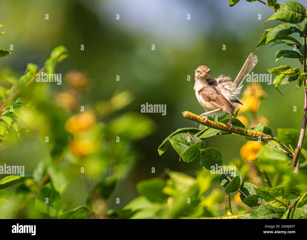 Sharpened reed hi-res stock photography and images - Alamy