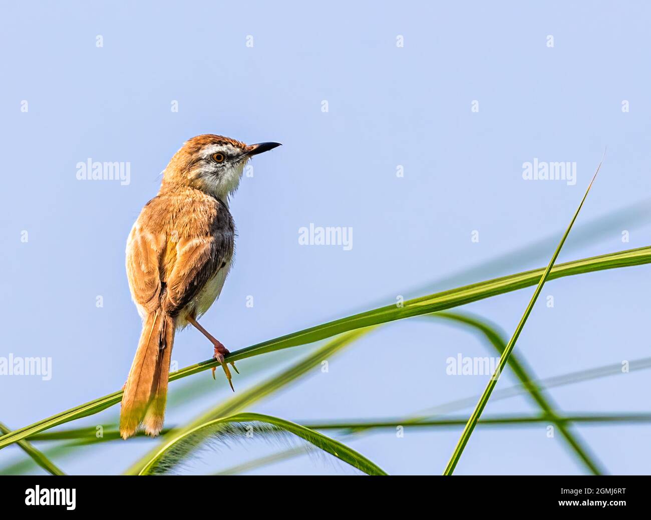 Sharpened reed hi-res stock photography and images - Alamy