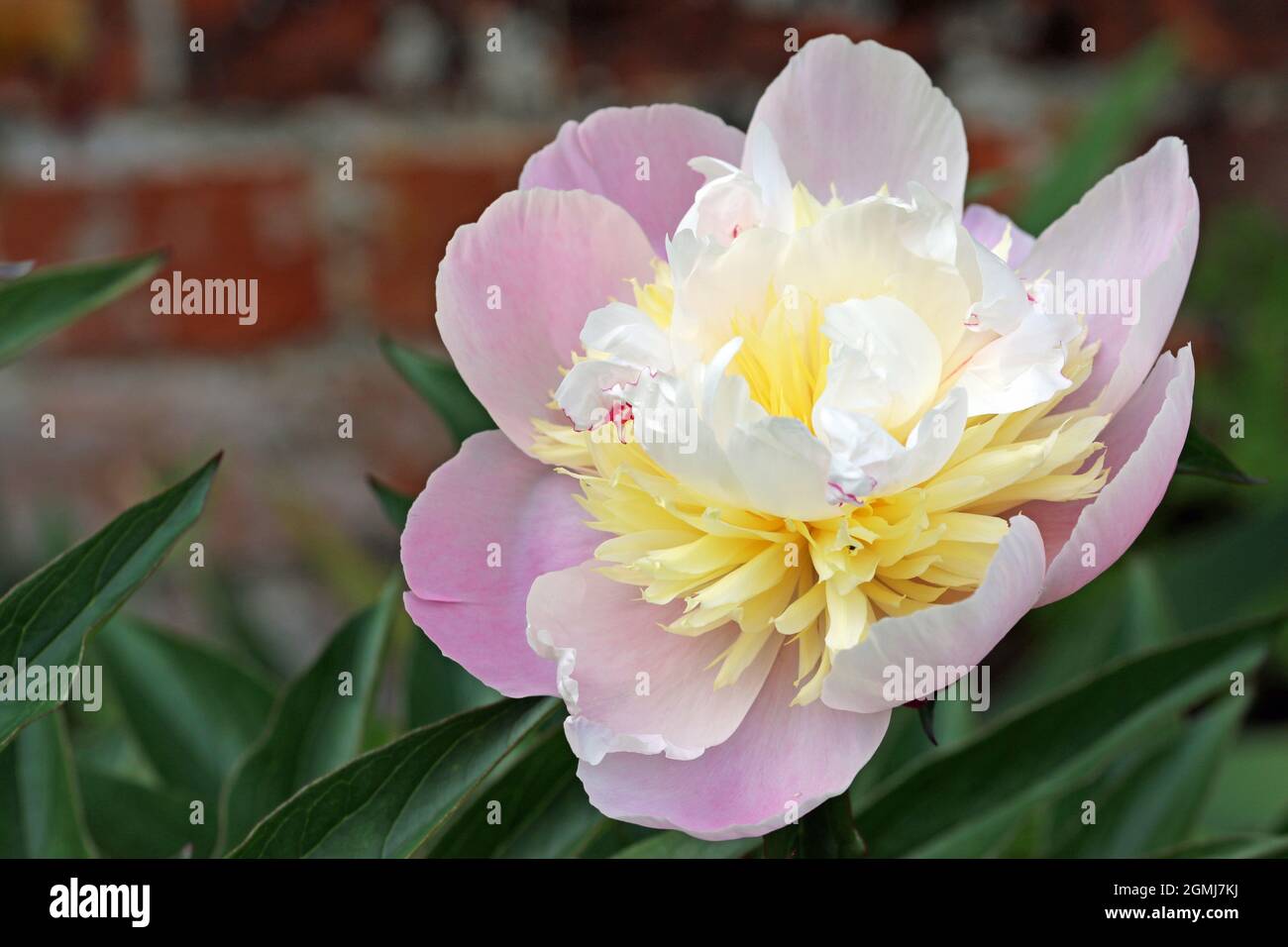 Single pink peony, Paeonia lactiflora of unknown variety, flower in close up with a white and yellow centre and a background of blurred leaves and a b Stock Photo