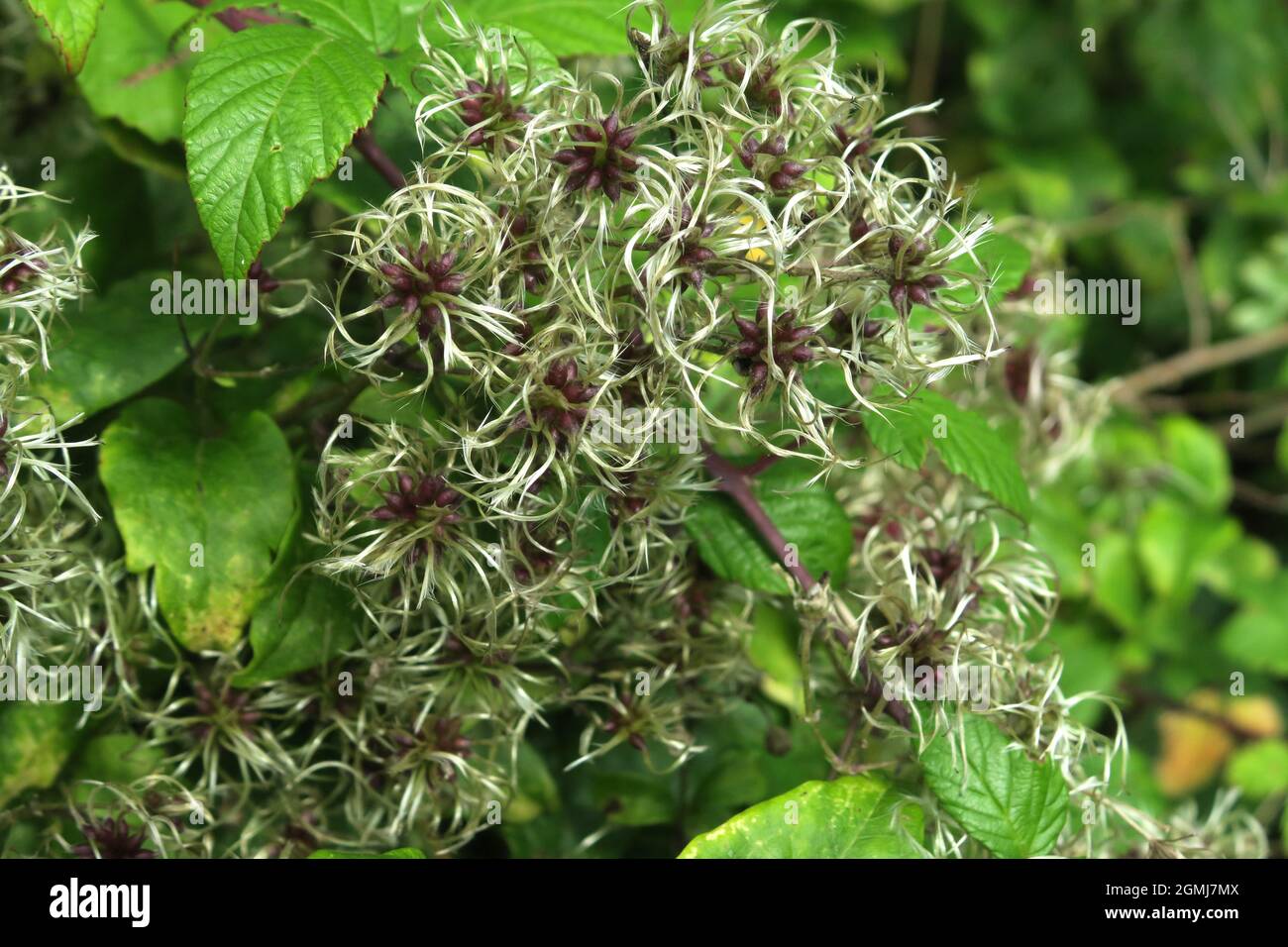 Clematis seed heads Stock Photo