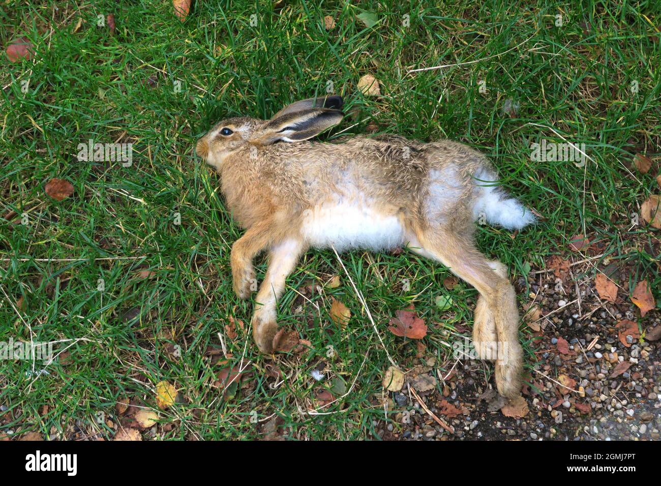 Hare dead from myxomatosis symptom Stock Photo
