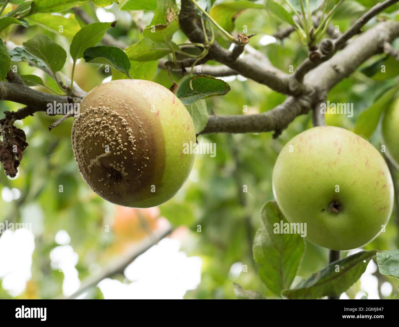 Brown Rot in apples. Scientific name Monilinia laxa and Monilinia fructigena Stock Photo