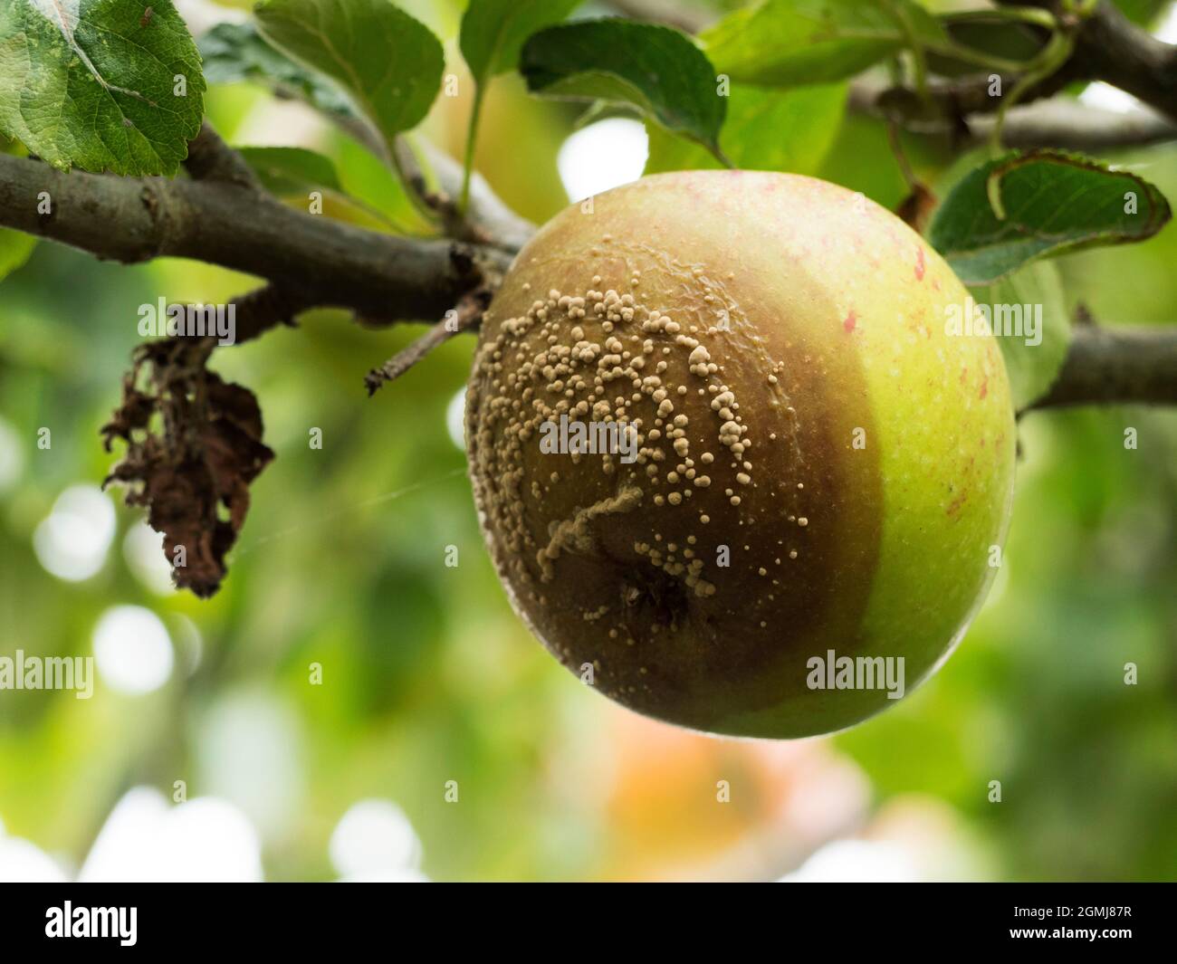 Brown Rot in apples. Scientific name Monilinia laxa and Monilinia fructigena Stock Photo