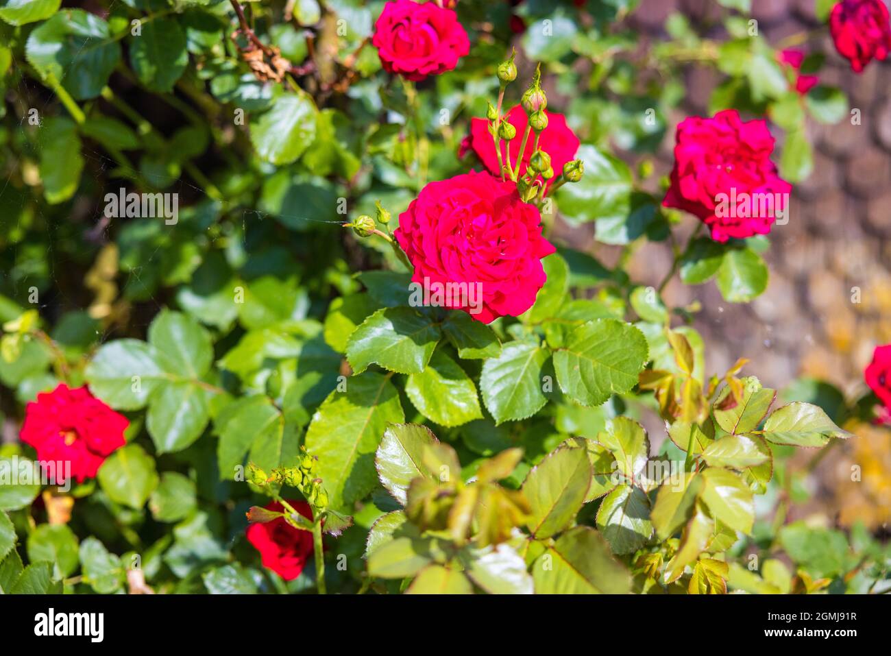 Beautiful Hybrid tea roses grown in the garden Stock Photo - Alamy
