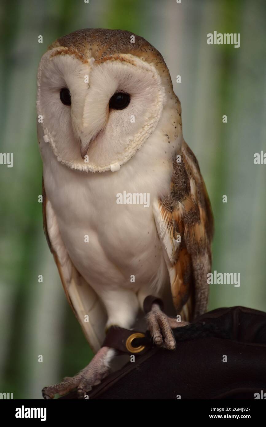 Amazing look at a perched barn owl in falconry Stock Photo - Alamy