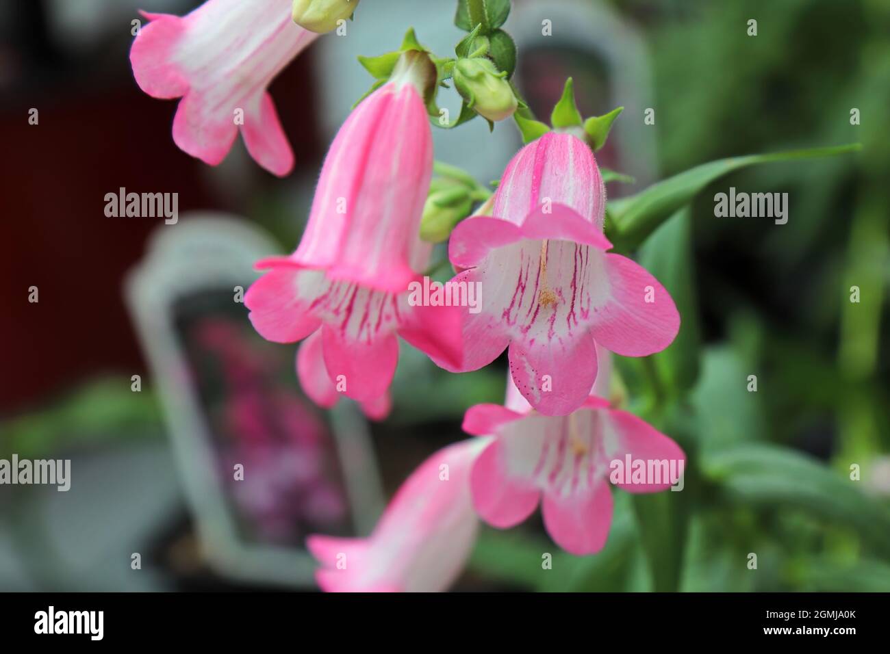 Closeup of pink and white Beard Tongue flowers Stock Photo