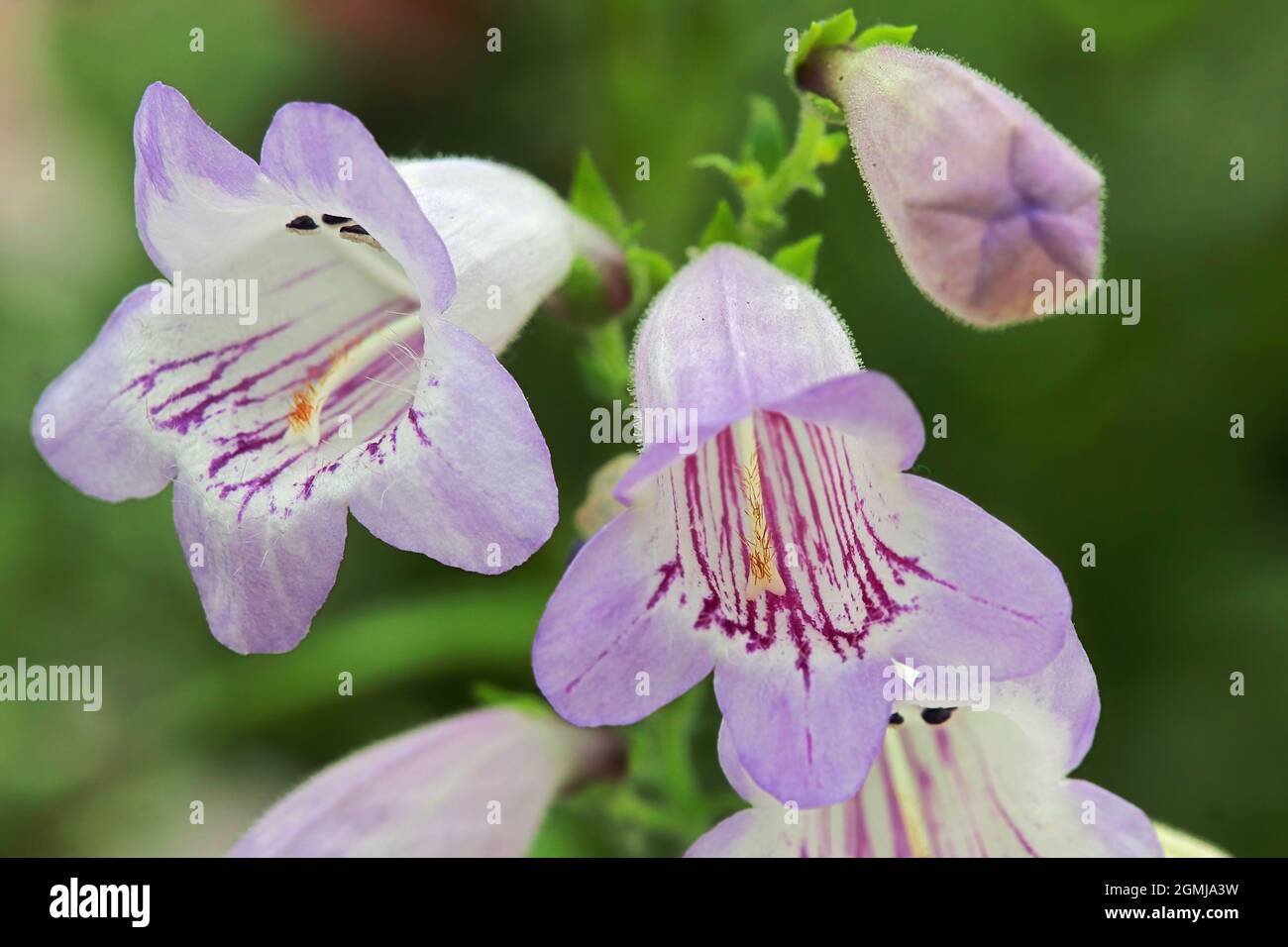 Closeup of purple and white Beard Tongue flowers Stock Photo