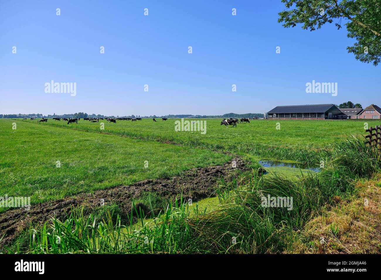 The Netherlands,Sep 8,2021-Cows in pasture with farm in the background. Dutch government wants to expropriate farmers to reduce livestock to solve the Stock Photo