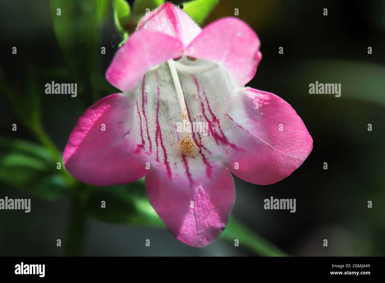 Macro of a pink and white bell shaped Beard Tongue flower Stock Photo