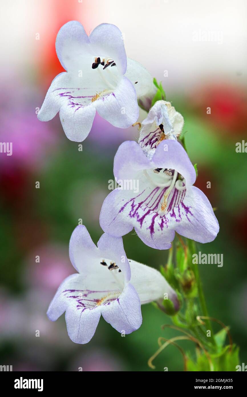 Closeup of purple and white Beard Tongue flowers Stock Photo