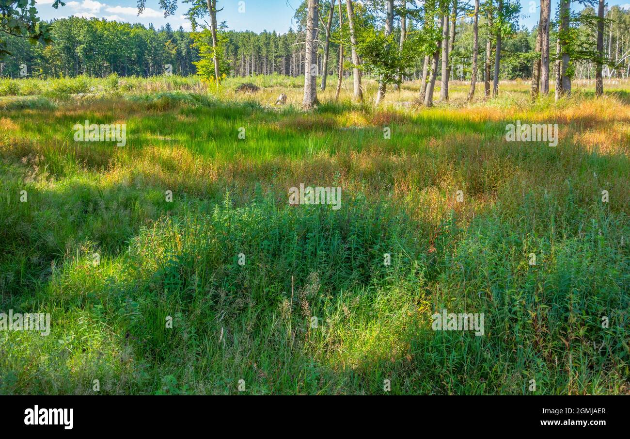 Sunny scenery around the edge of the woods at summer time Stock Photo