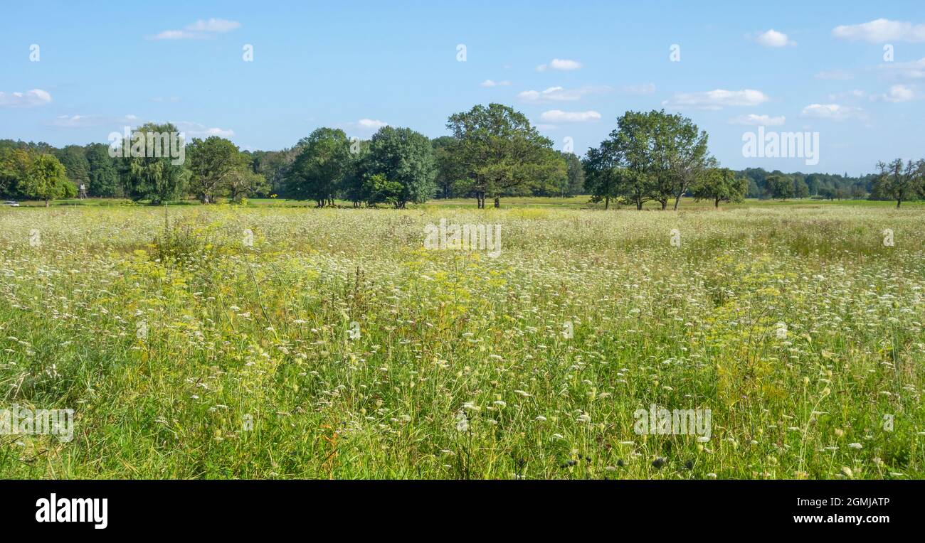 Sunny rural scenery around a herbal hayfield at summer time Stock Photo