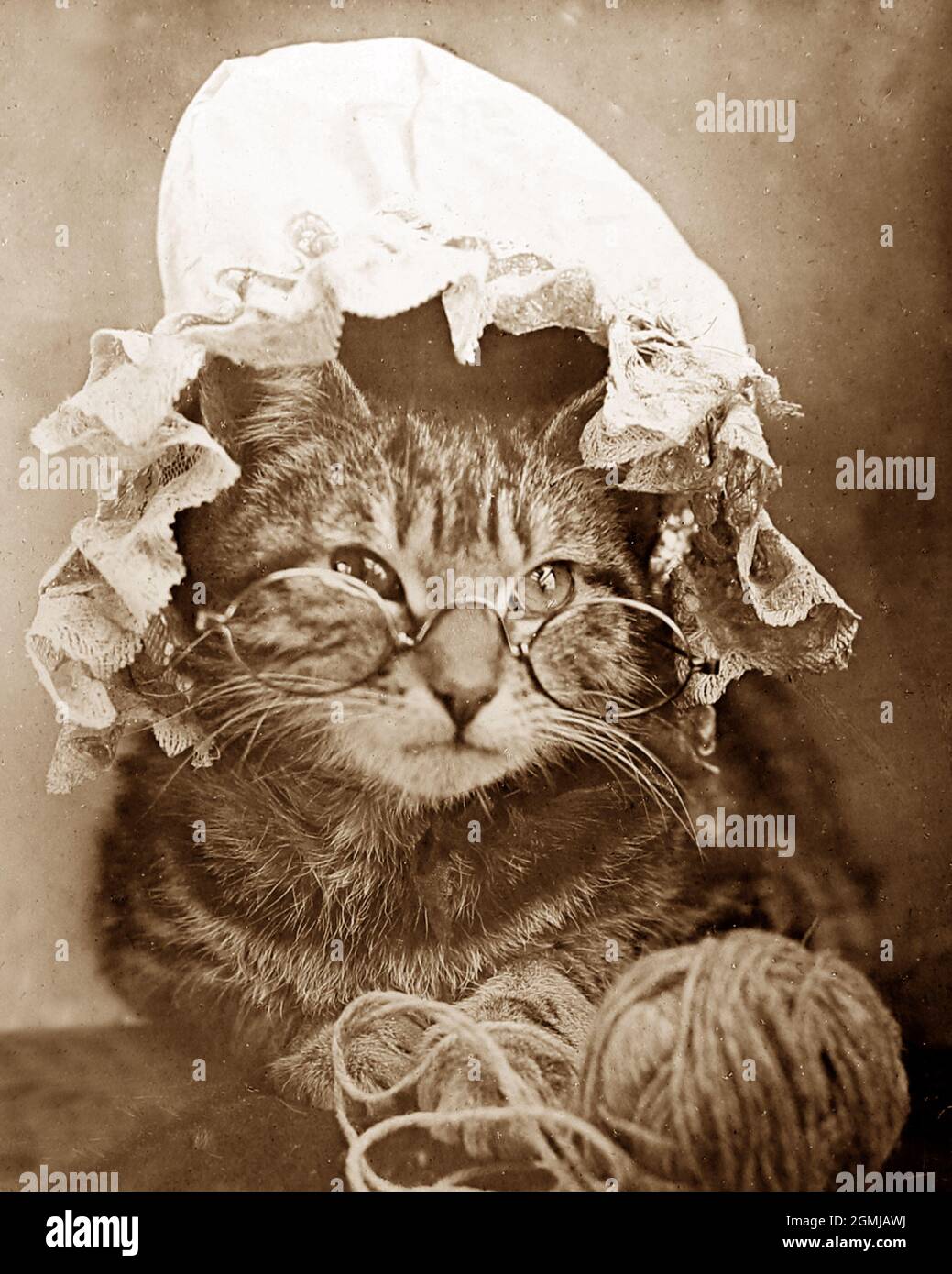 Anthropomorphic cat, Victorian period Stock Photo Alamy