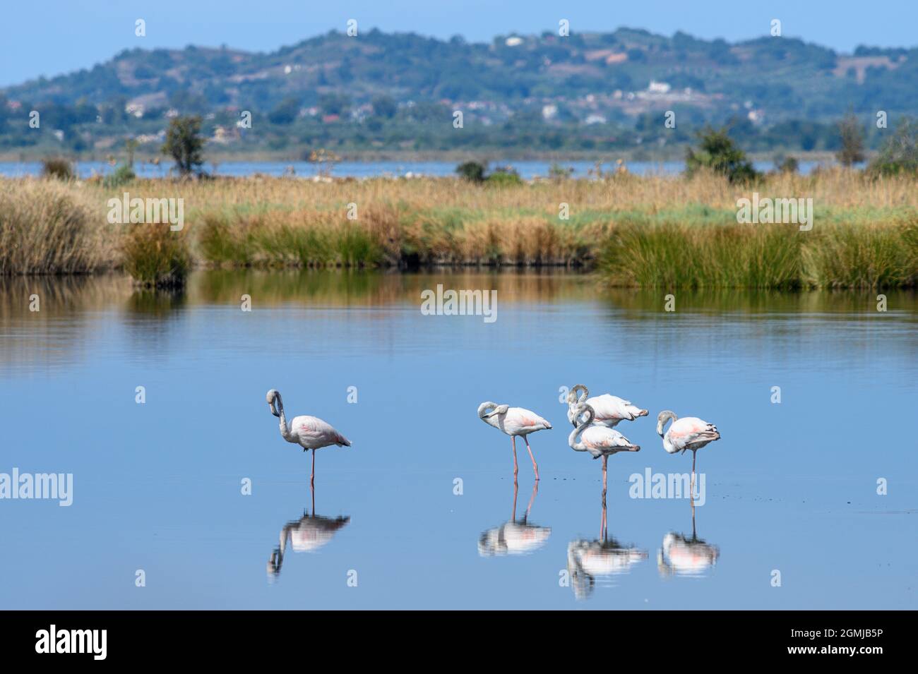 A group of Greater flamingoes (Phoenicopterus roseus), in the Amvrakikos Wetlands National park,  Ambracian Gulf, Arta Municipality, Epirus, Greece. Stock Photo