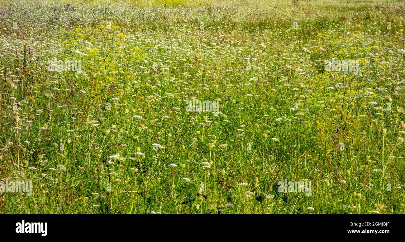 Full frame sunny herbal hayfield at summer time Stock Photo