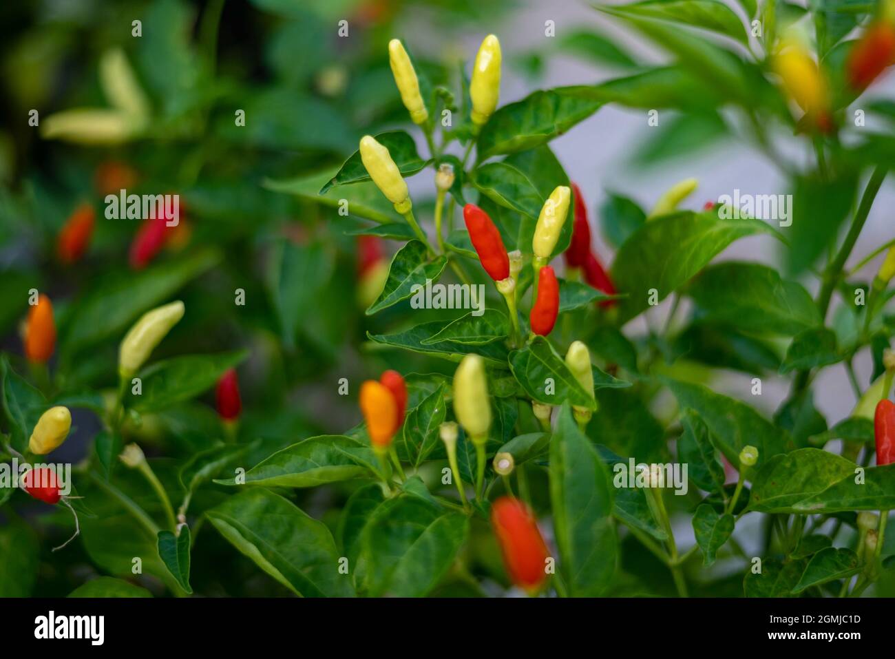 The hot chili peppers growing in a garden Stock Photo - Alamy