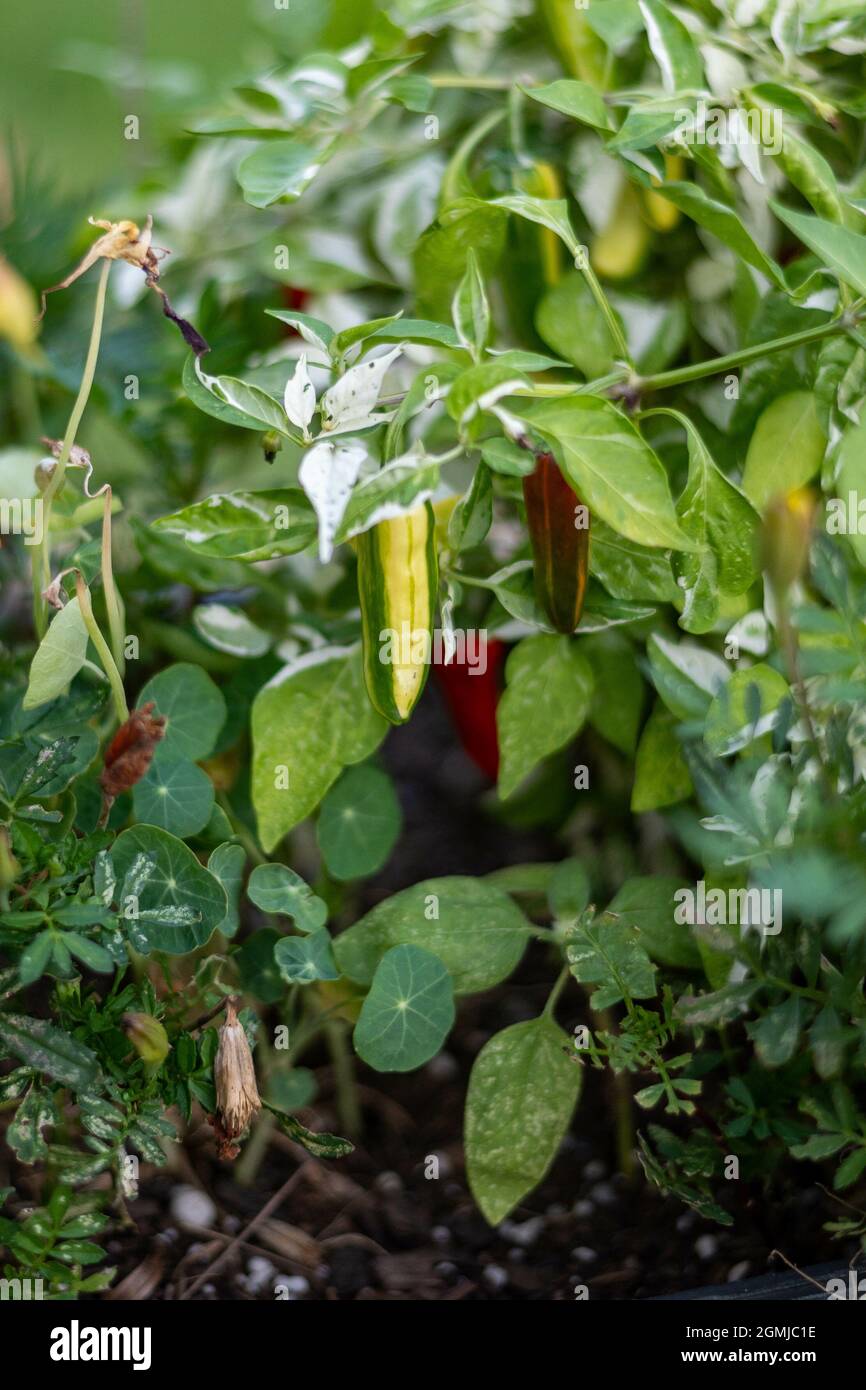 The hot chili peppers growing in a garden Stock Photo - Alamy