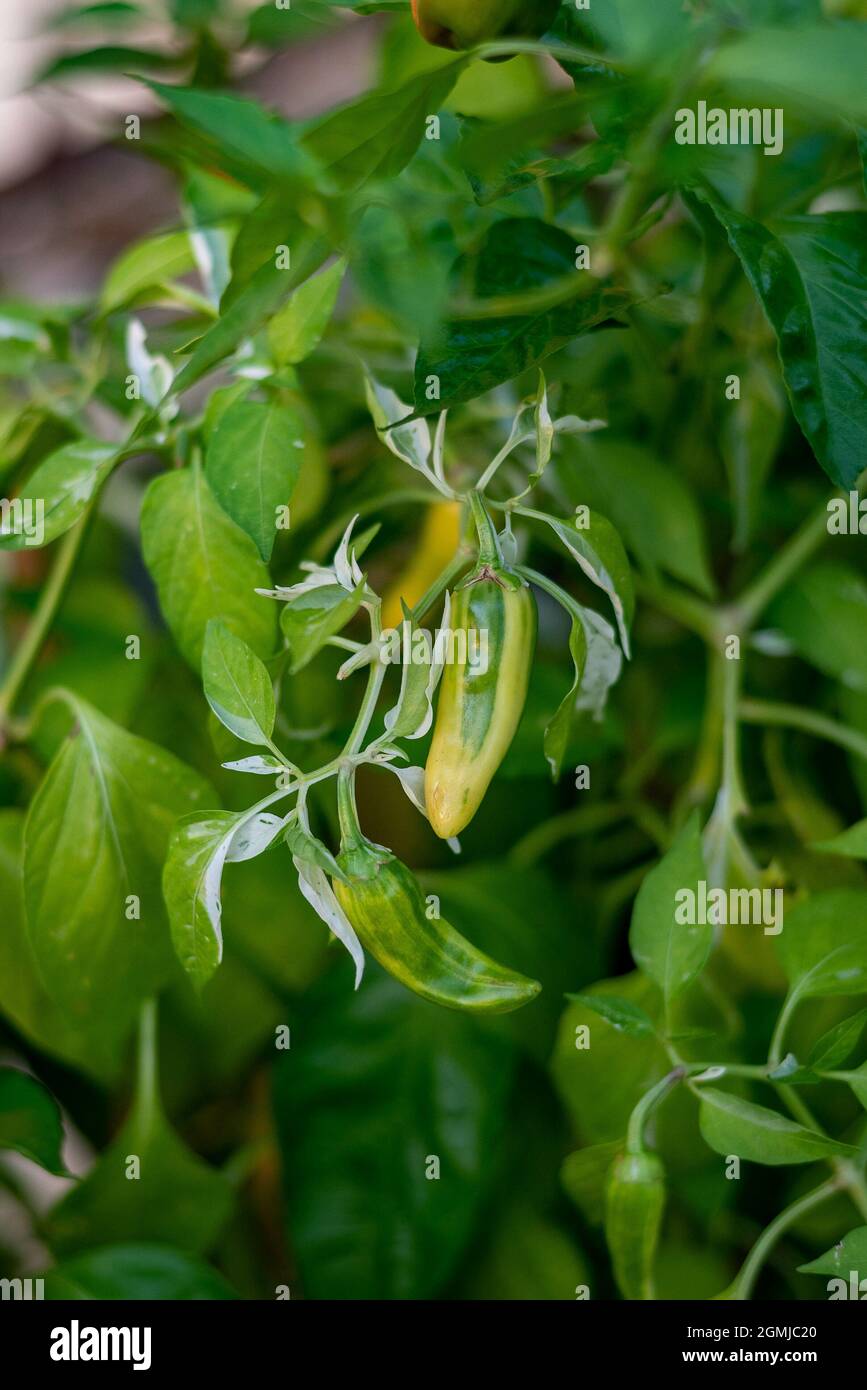 The hot chili peppers growing in a garden Stock Photo - Alamy