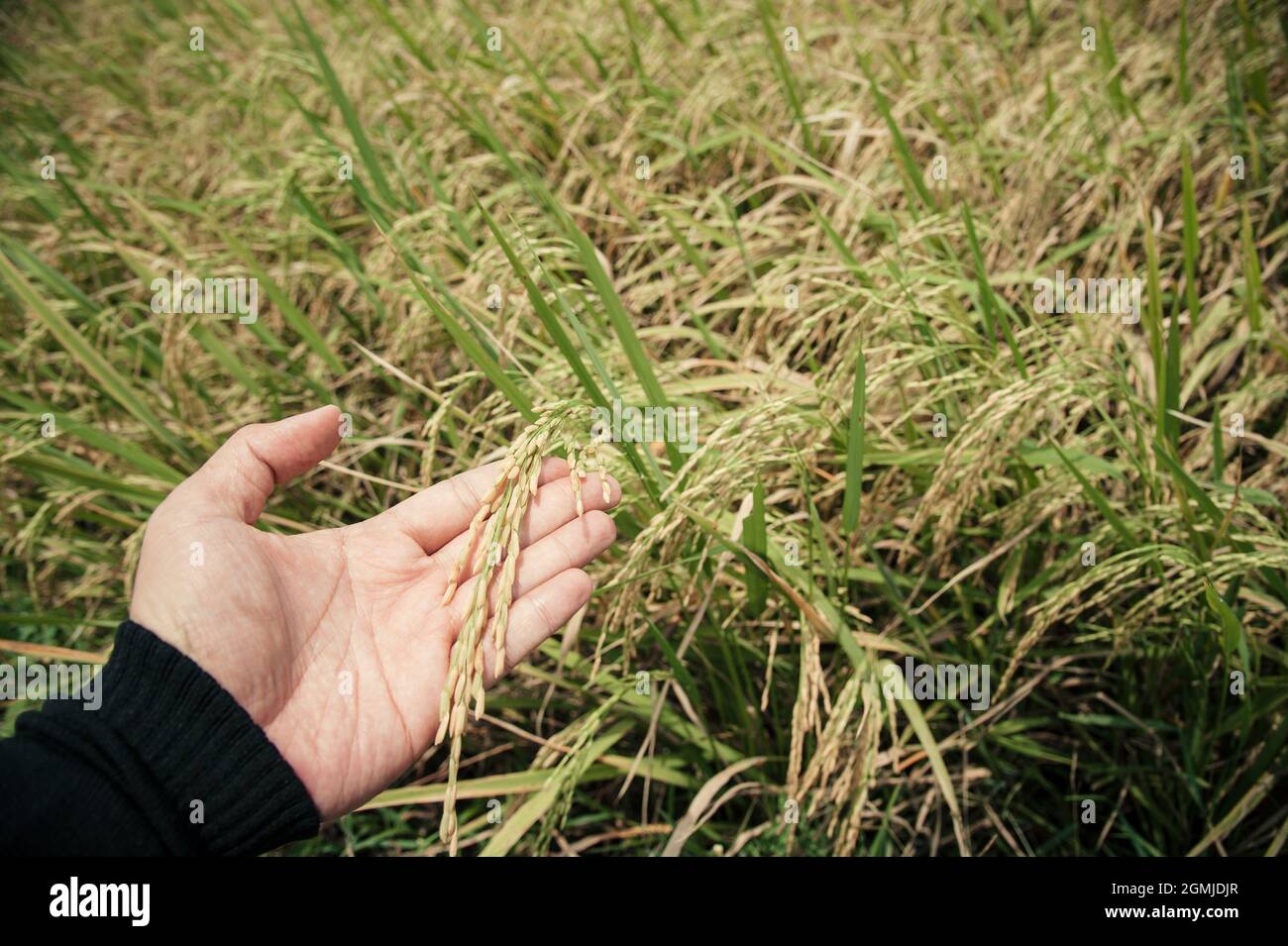 hand of  Thai's farmer with ear of rice to care about disease Stock Photo