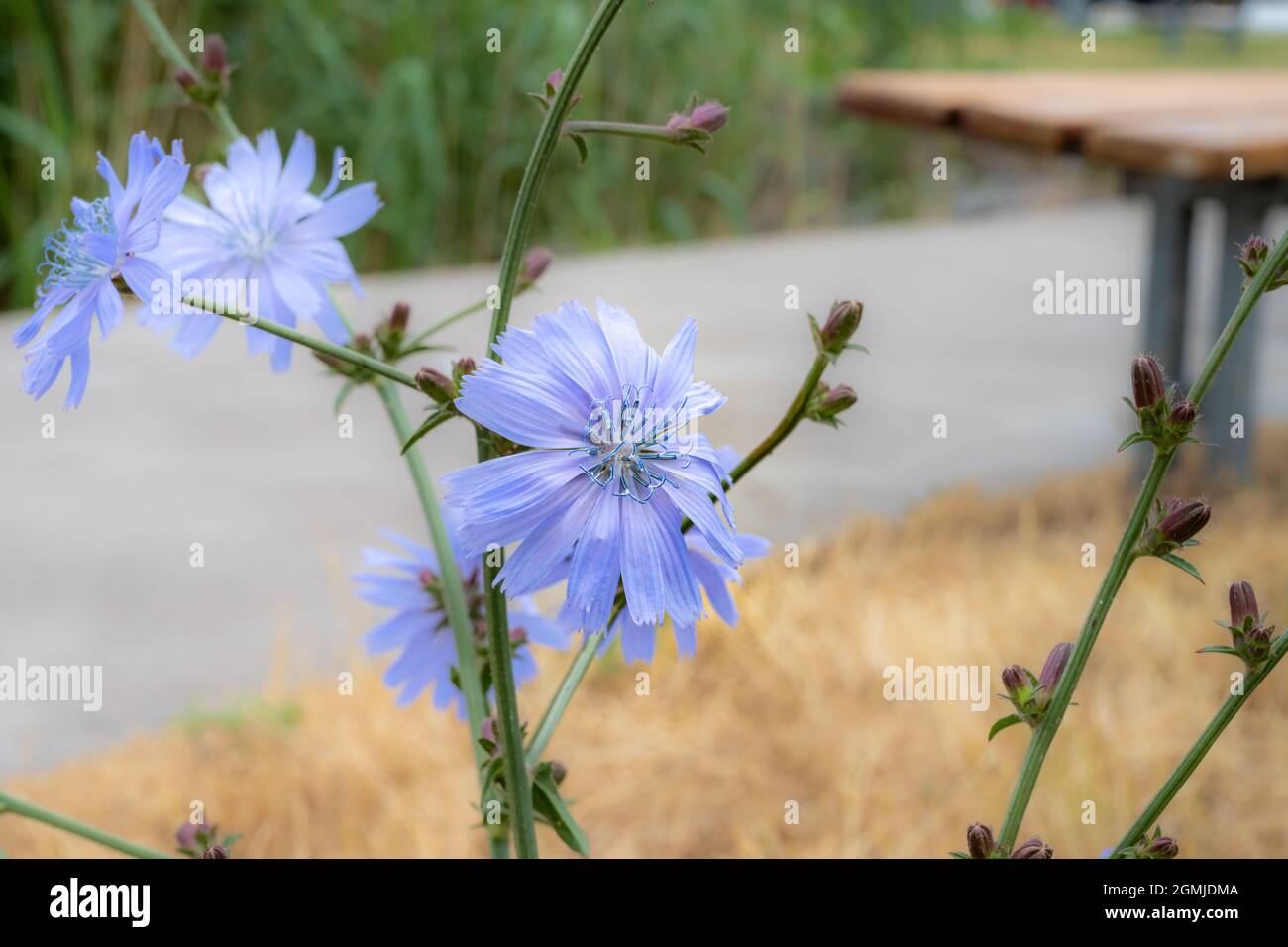 A close-up picture of a purple flower Stock Photo - Alamy