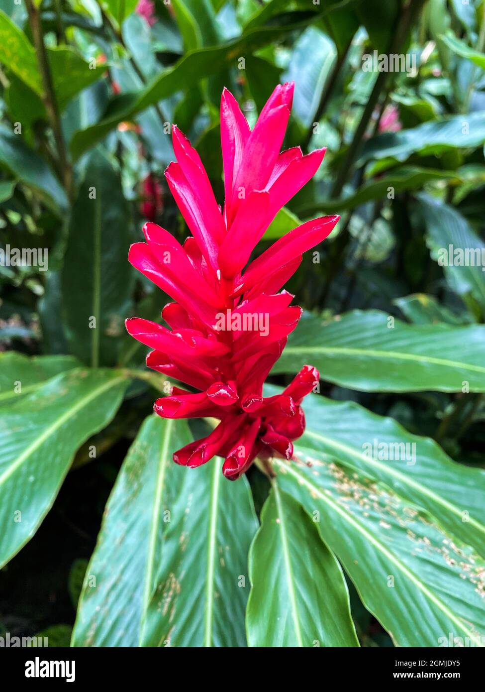 Close-up of red ginger flower. Scientific name Alpinia purpurata Stock  Photo - Alamy