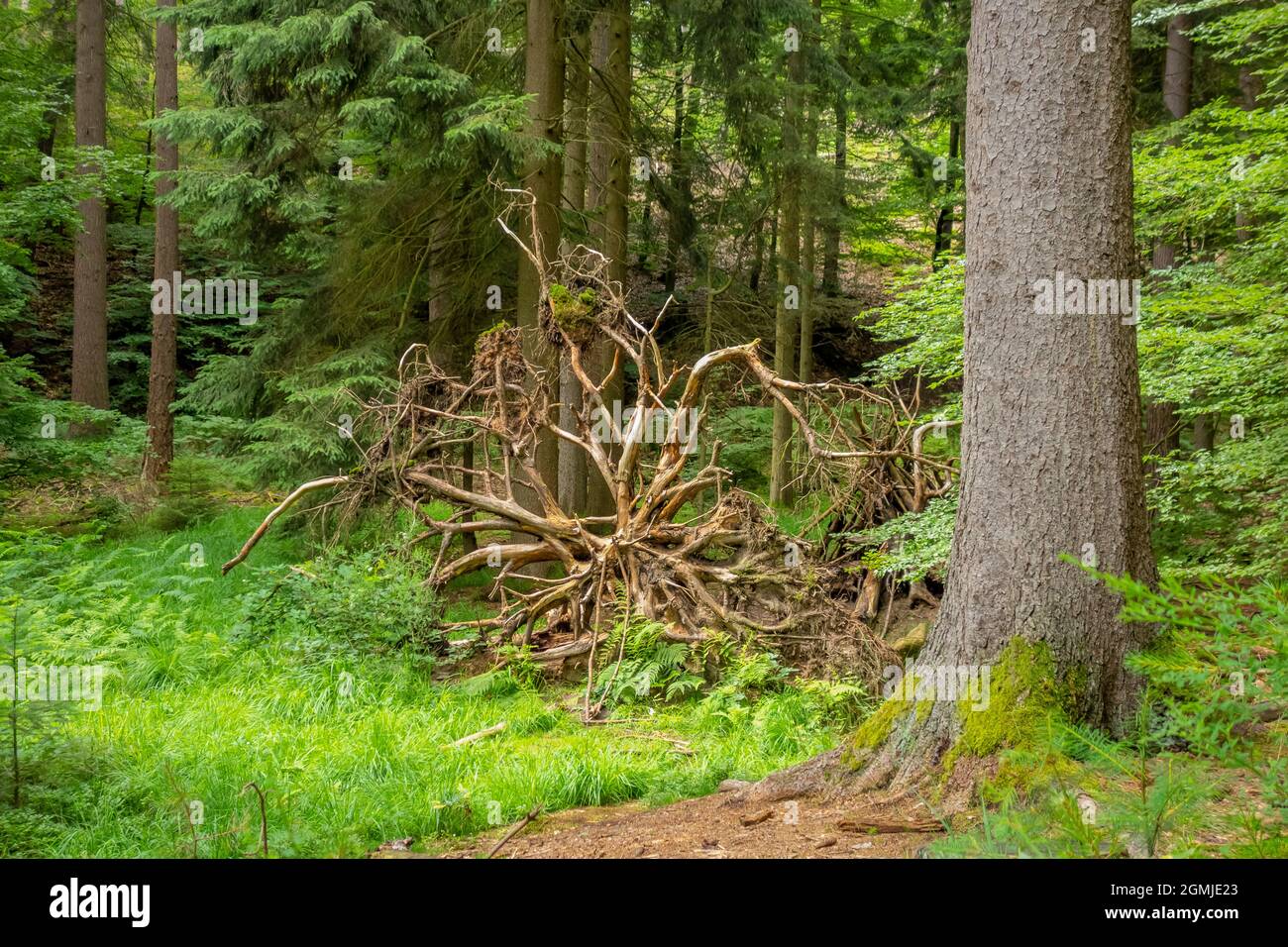Idyllic forest scenery around Sankt Martin, a municipality in Suedliche Weinstraße district in Rhineland-Palatinate, Germany Stock Photo