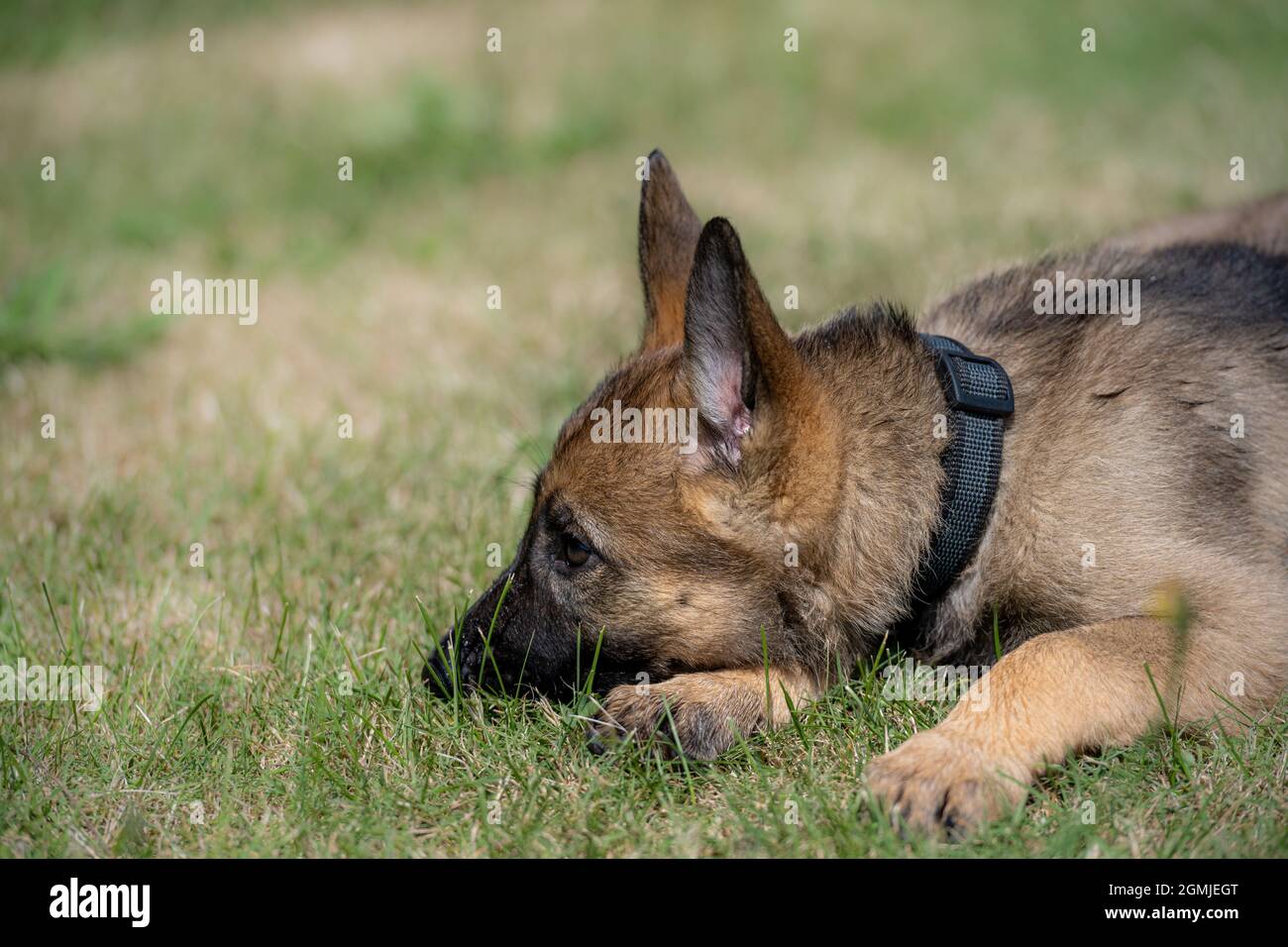 Dog Portrait Of An Eight Weeks Old German Shepherd Puppy With A Green Grass Background Sable Colored Working Line Breed Stock Photo Alamy