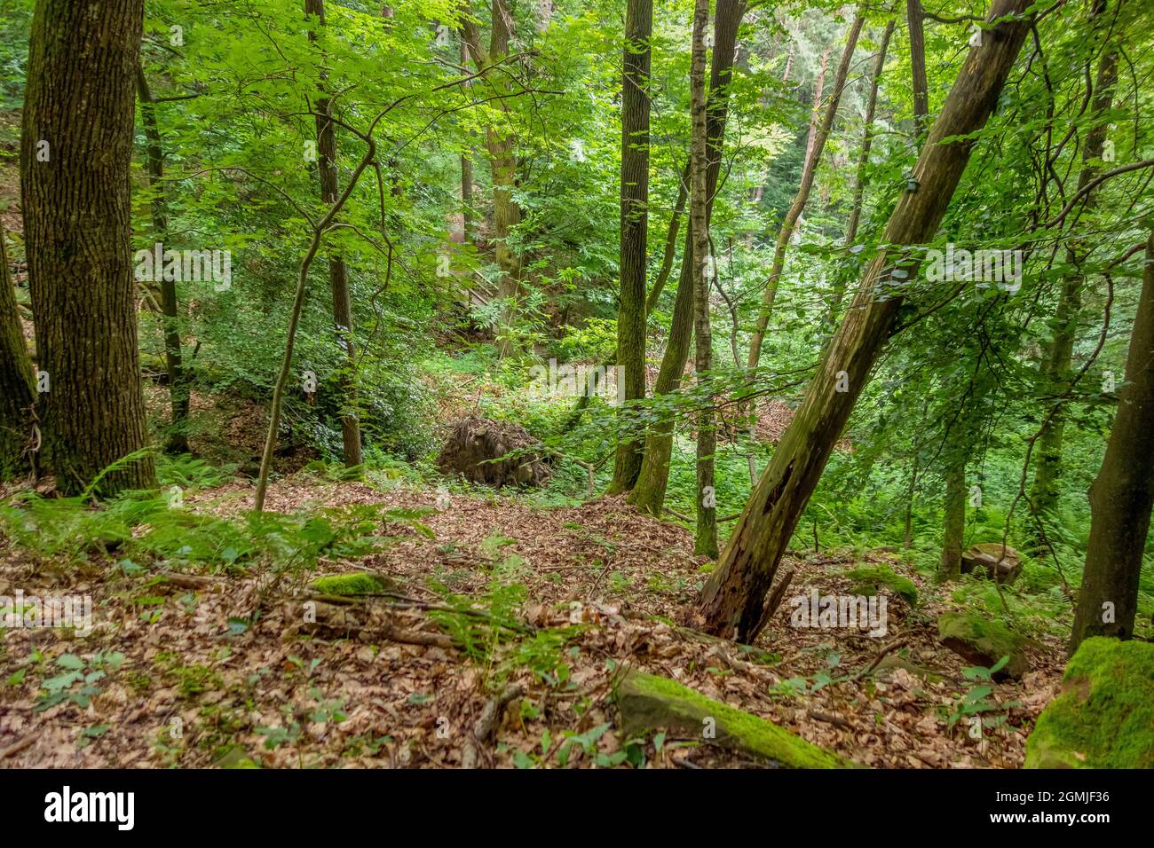 Idyllic forest scenery around Sankt Martin, a municipality in Suedliche Weinstraße district in Rhineland-Palatinate, Germany Stock Photo