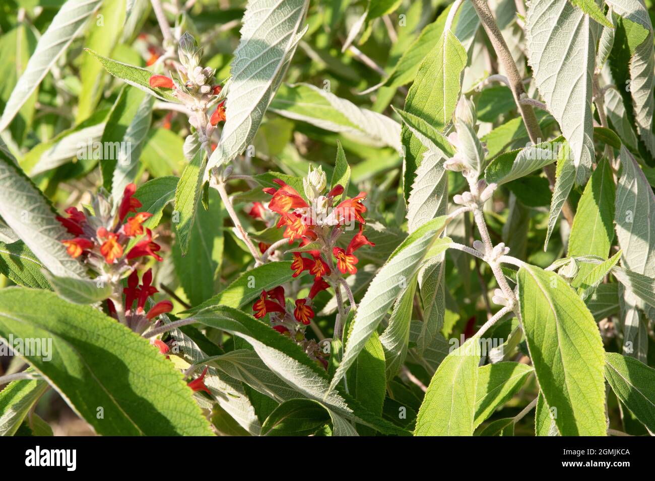 Colquhounia coccinea Stock Photo