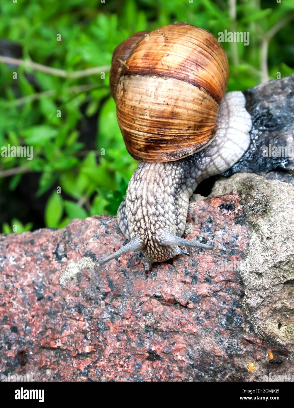 Burgundy snail (Helix pomatia) or escargot in natural environment. Closeup Stock Photo
