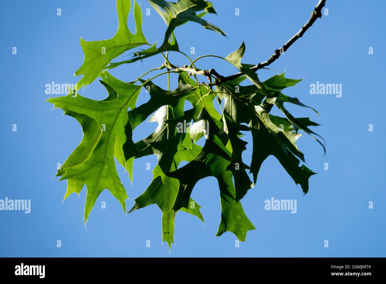 Quercus velutina Stock Photo