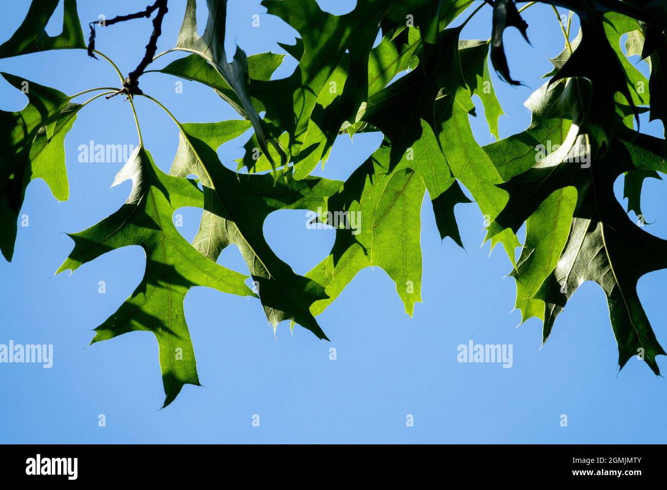 Quercus velutina Black Oak Leaves Stock Photo