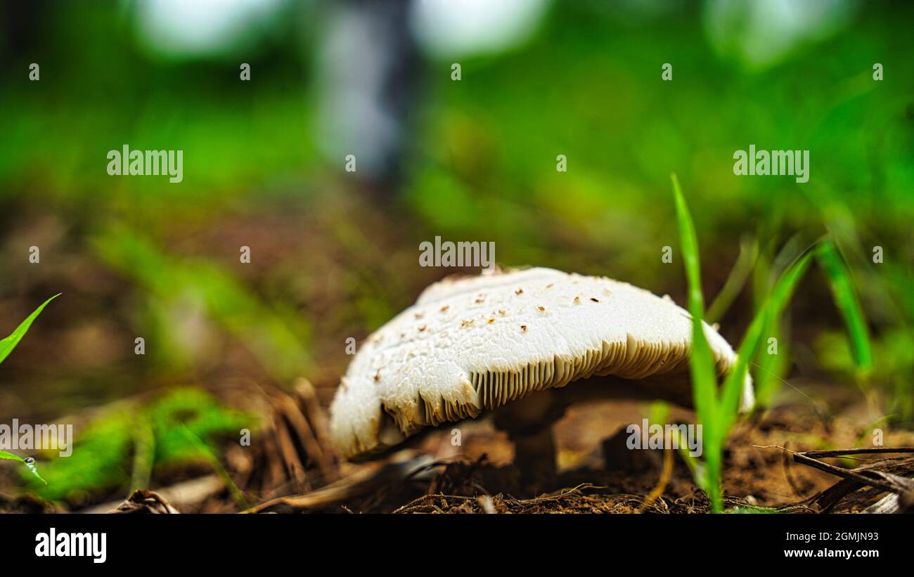 Selectively focused on the closest edges of the mushrooms and backlit by the sun. Stock Photo