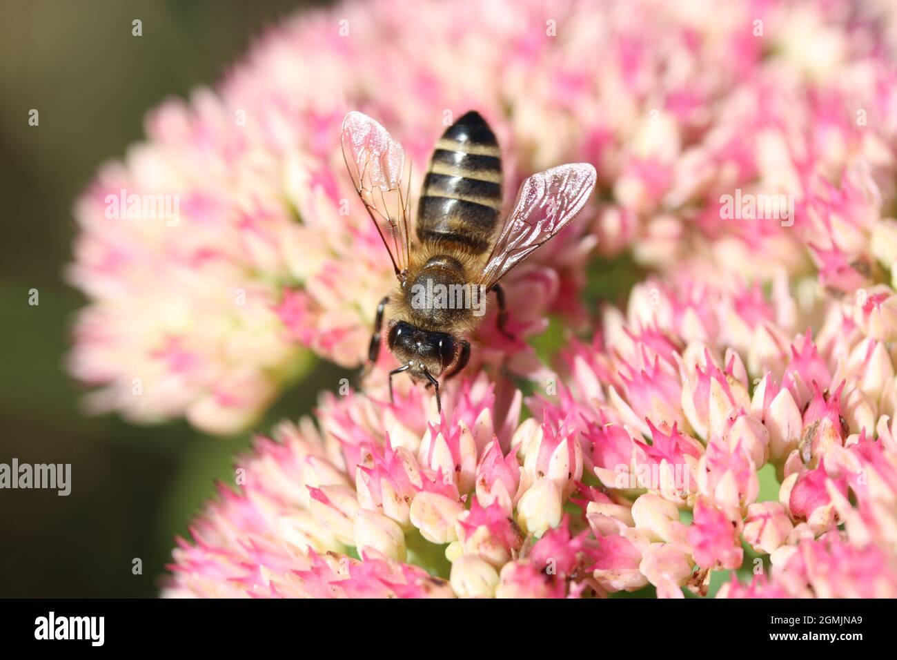 topview at a bee that feeds on nectar at a lilac sedum flower macro in summer Stock Photo