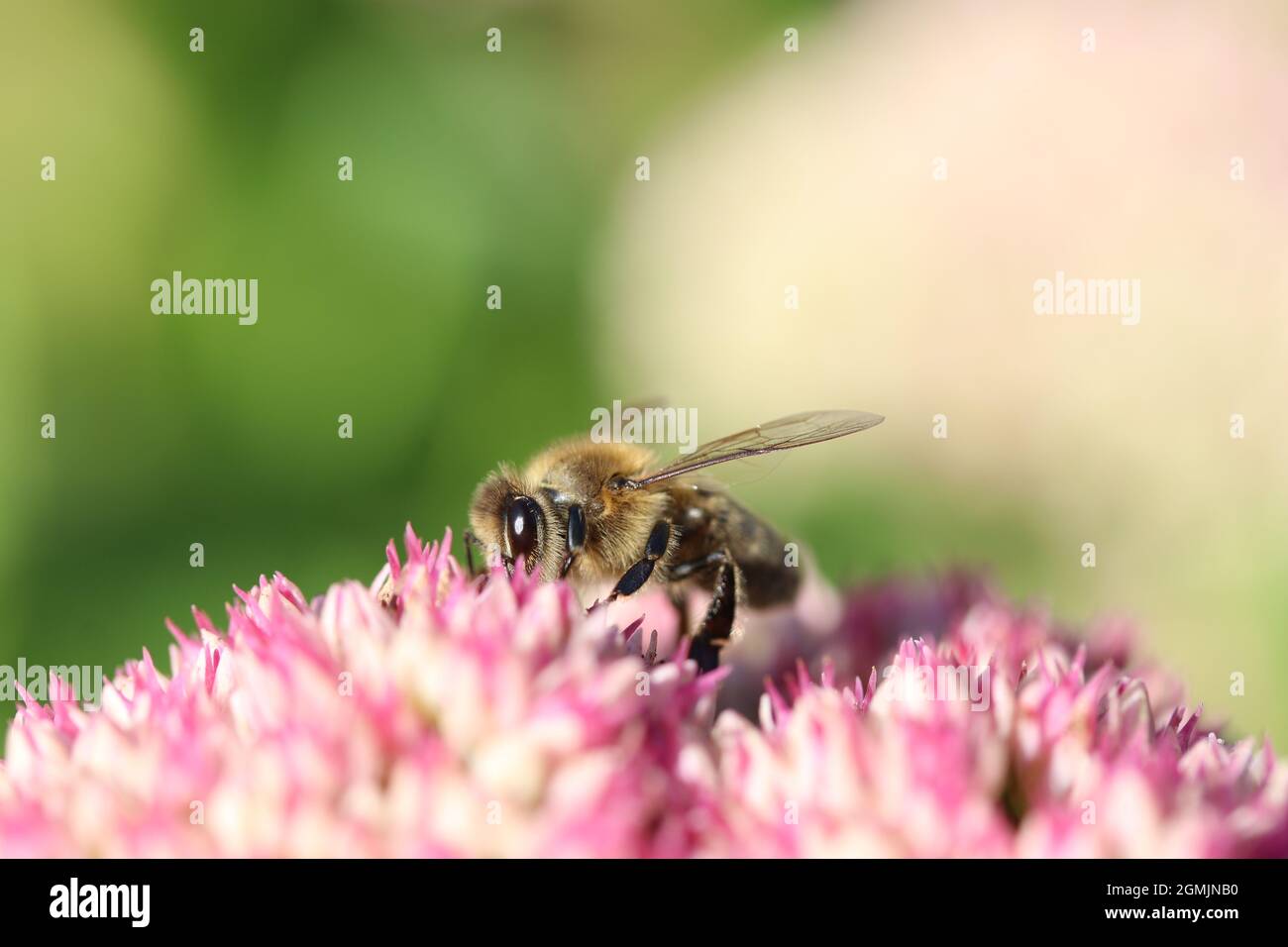 a honeybee sits at a pink sedum flower closeup with a green background in the garden in summer Stock Photo