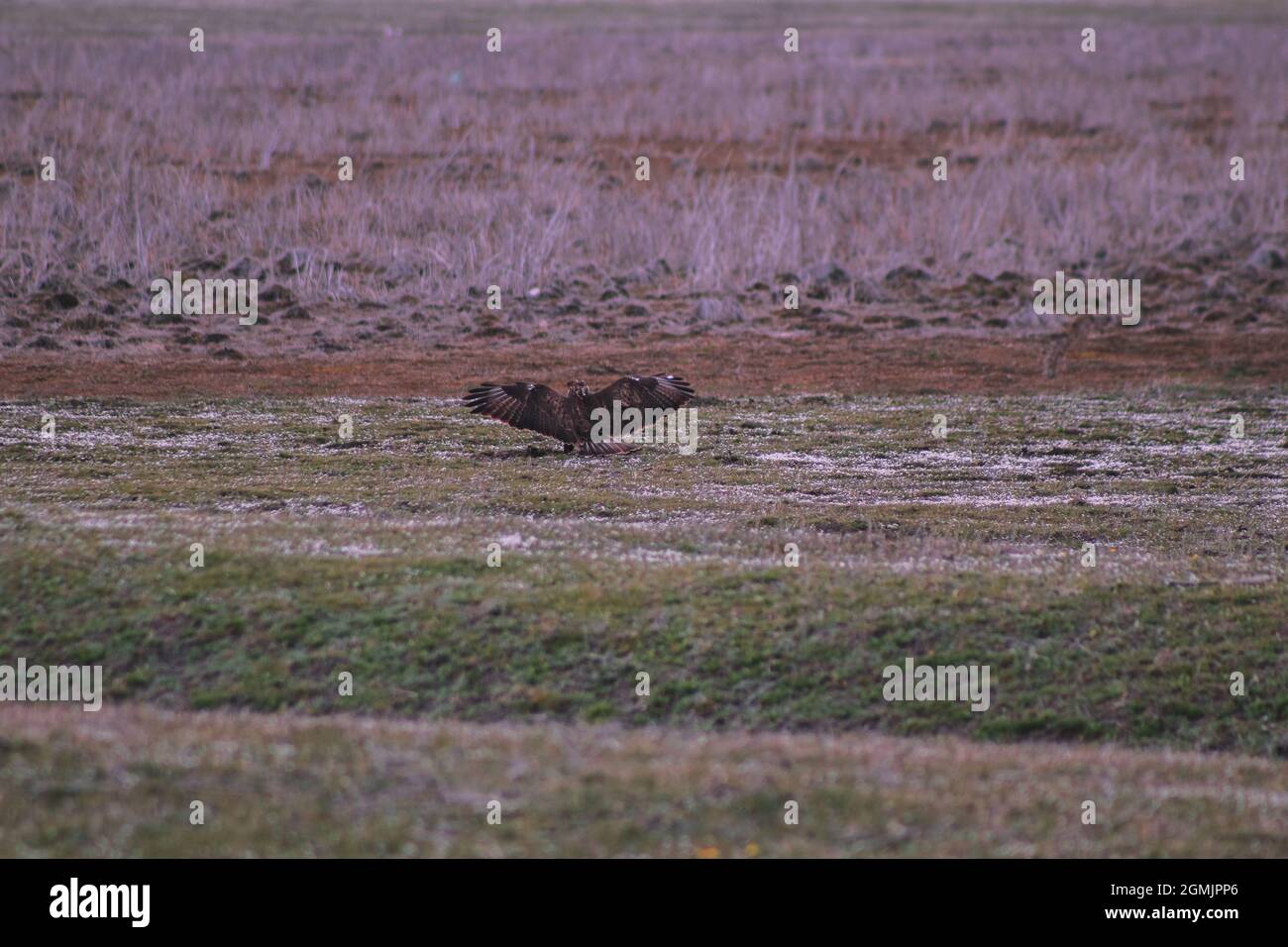Hawk in the field, hunter bird, purple colors, beautiful nature and wildlife Stock Photo