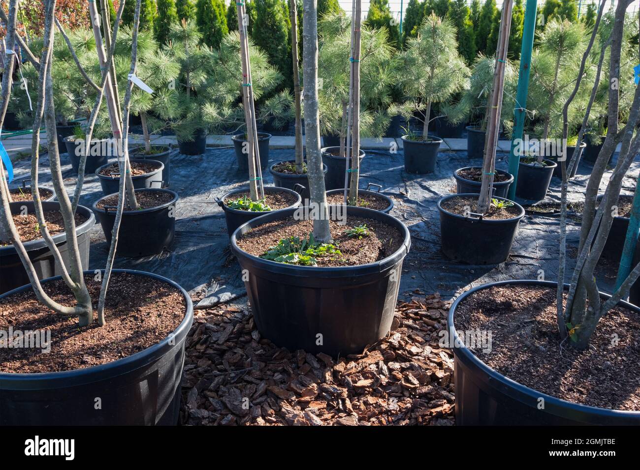 Growing various trees and plants in large pots in nature Stock Photo Alamy