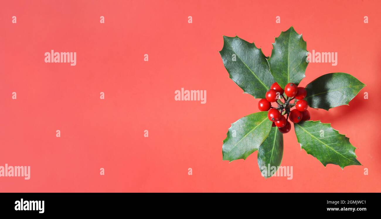 Christmas holly with berries on red background with copy space Stock ...
