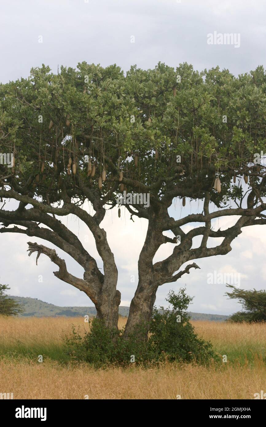 Kigelia Sausage tree on savannah Stock Photo - Alamy