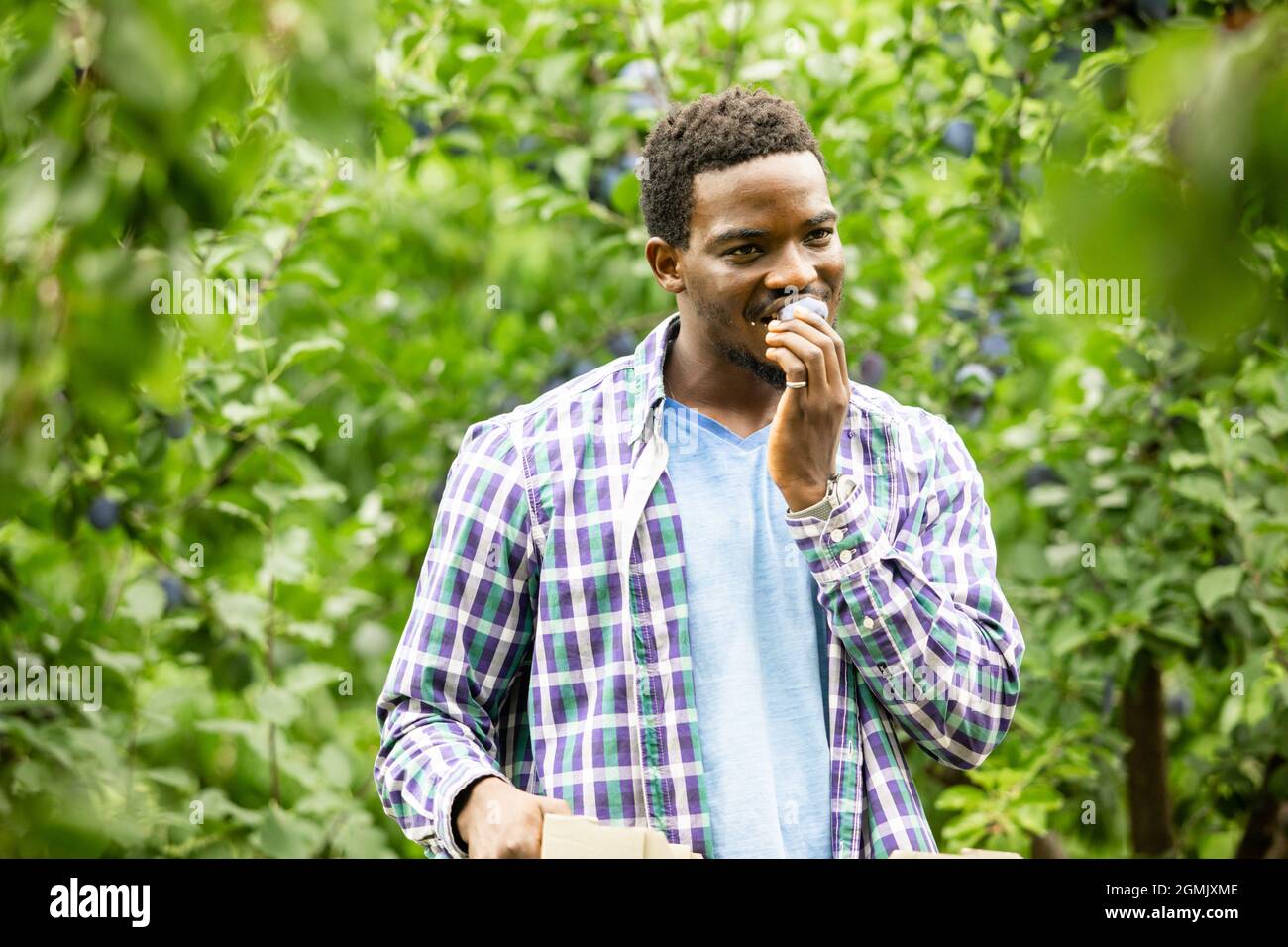 African american gardener picking ripe plums in the garden Stock Photo