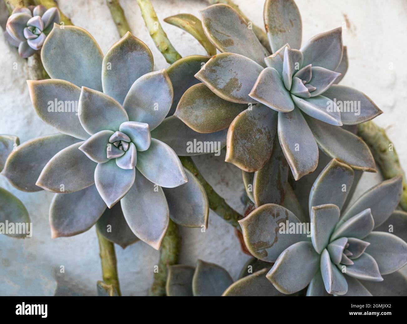 Leatherpetal or Graptopetalum plant growing in a pot in Folegondros, Greece Stock Photo