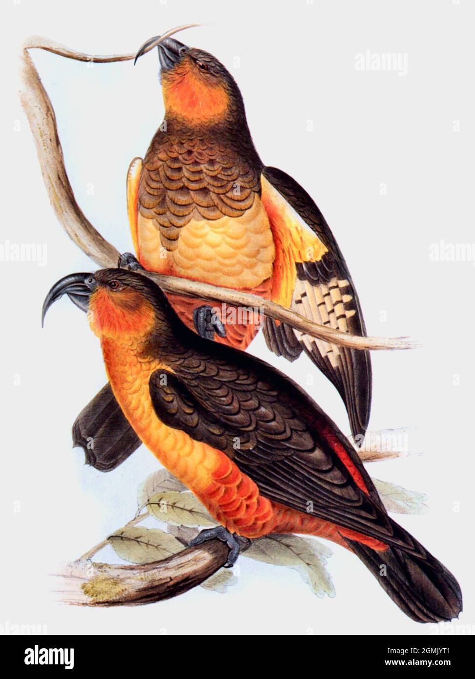 John Gould exotic bird artwork - Norfolk Island Kaka - Nestor productus - Last Sighted 1851 - Missing presumed dead. Stock Photo