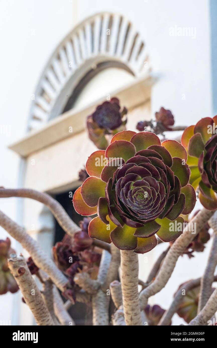red echeveria and aeoniumn succulent growing in a pot on the Greek Island of Folegandros Stock Photo