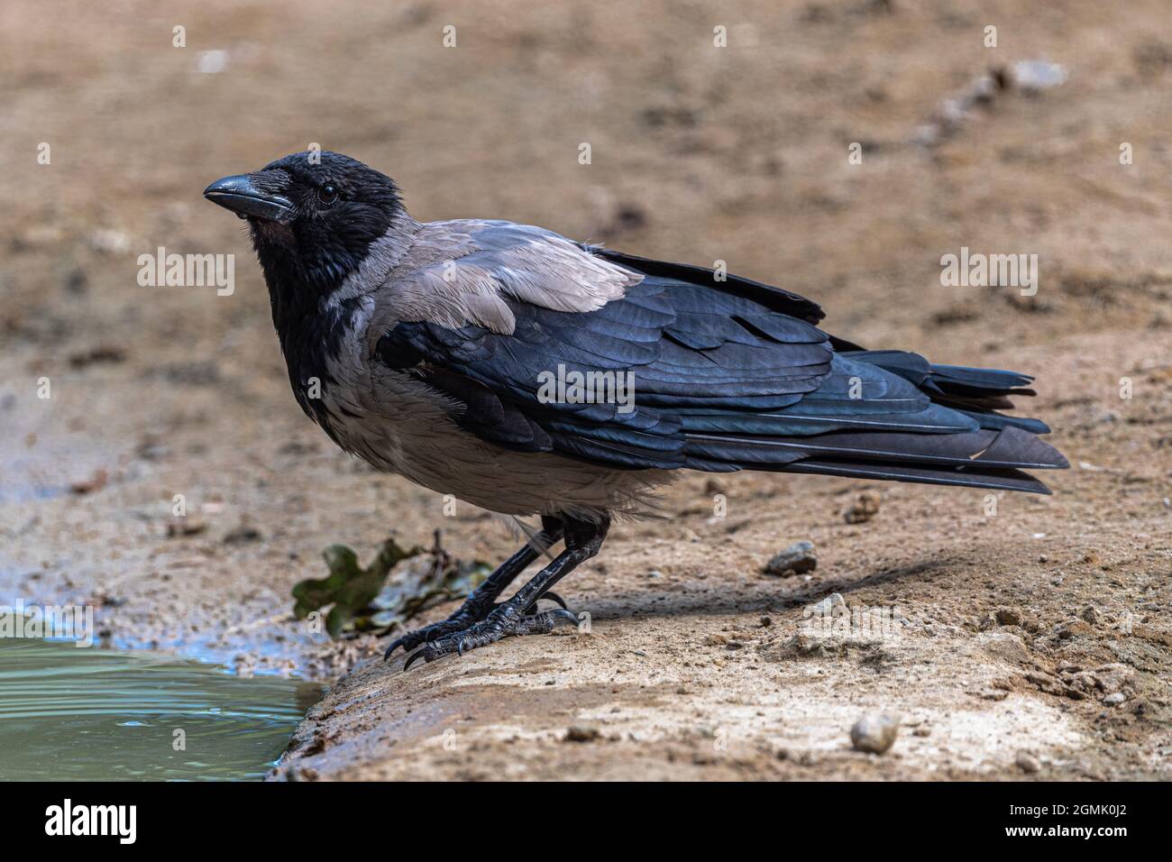 Carrion Crow (Corvus corone cornix) Stock Photo